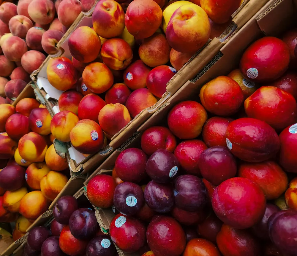 Red and yellow nectarines and dark plums packed in cardboard produce trays